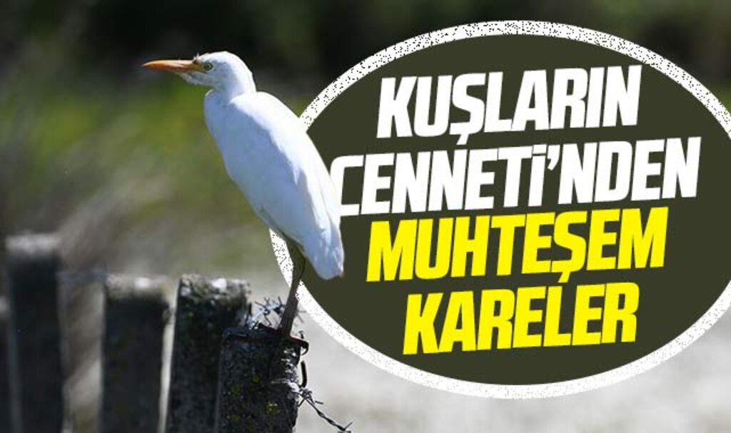 Samsun'da Kızılırmak Deltası Kuş Cenneti'nden muhteşem doğa fotoğrafları