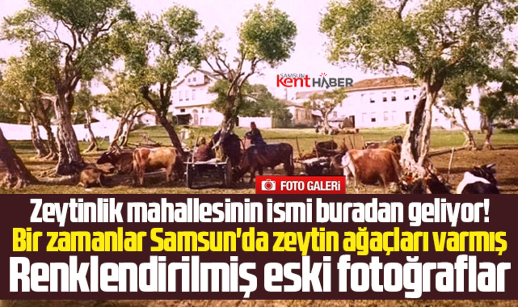 Samsun'da bir zamanlar zeytin ağaçları vardı! 