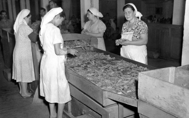 Samsun'un elinde ne tütün kaldı ne de fabrikası! Mazide kalan Samsun fotoğrafları