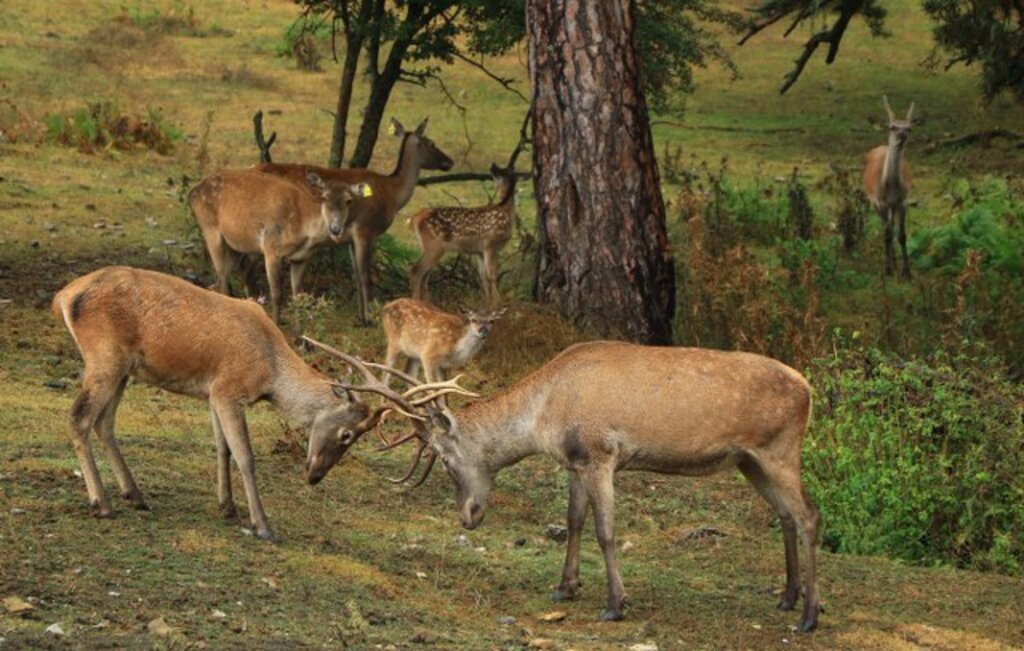 Samsun'da Kızıl Geyiklerin dünyasından tablo gibi fotoğraflar