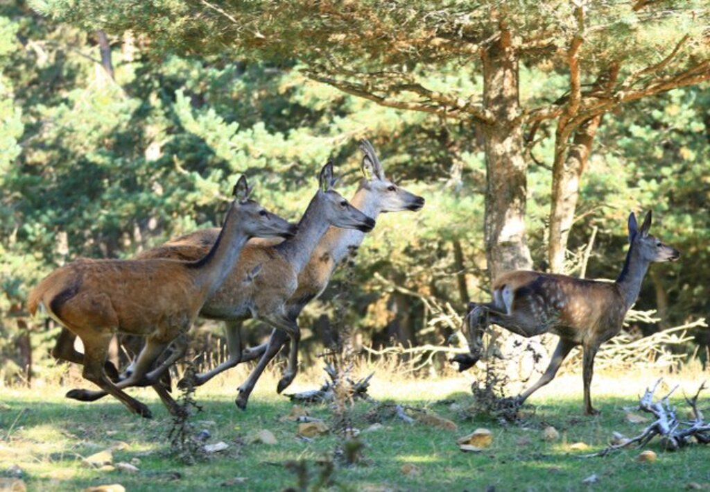 Samsun'da Kızıl Geyiklerin dünyasından tablo gibi fotoğraflar