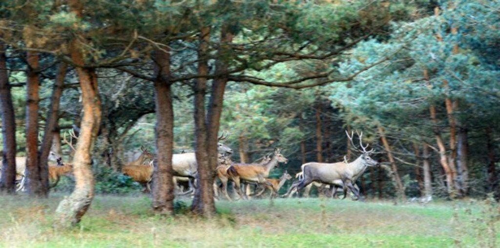 Samsun'da Kızıl Geyiklerin dünyasından tablo gibi fotoğraflar