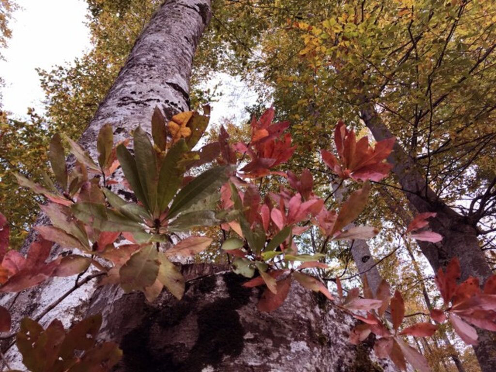 Samsun'da Nebiyan Dağından muhteşem sonbahar fotoğrafları