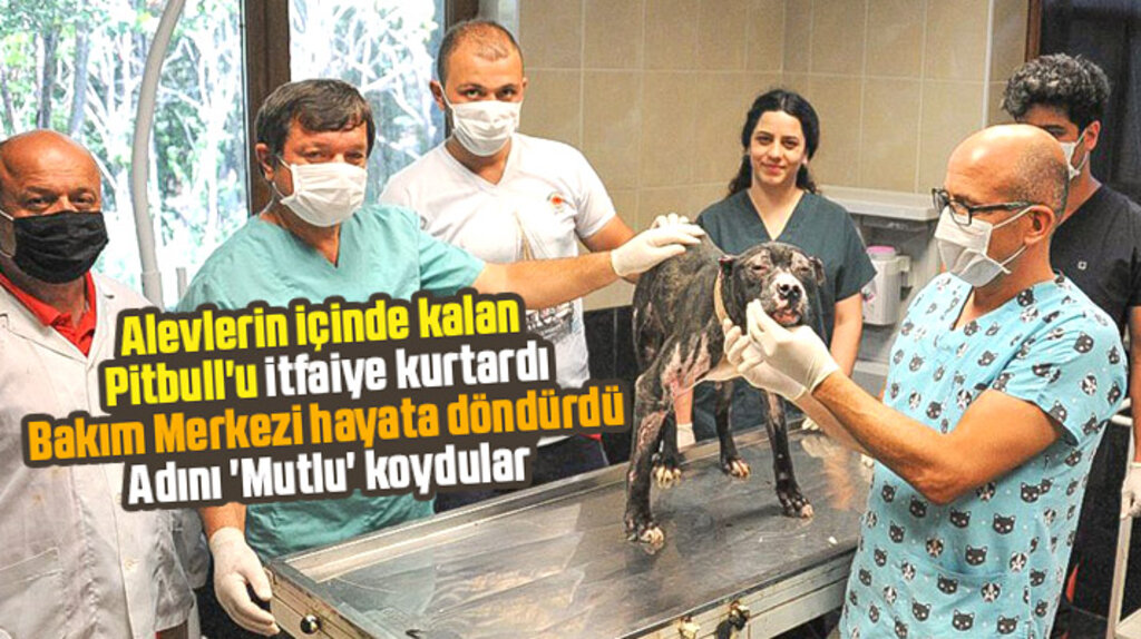 Samsun'da ev yangınında yanan Pitbull bakım merkezinde hayata döndürüldü