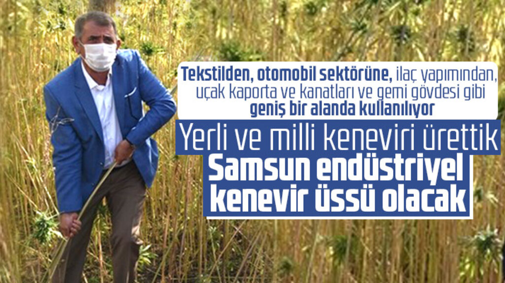 Milletvekili Fuat Köktaş Samsun'un yerli ve milli kenevir hasadını yaptığını açıkladı