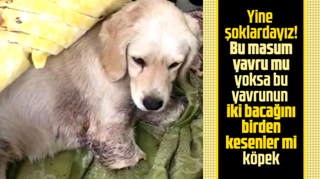 Samsun Havza'da yavru köpek iki bacağı kesilmiş halde kanlar içinde bulundu