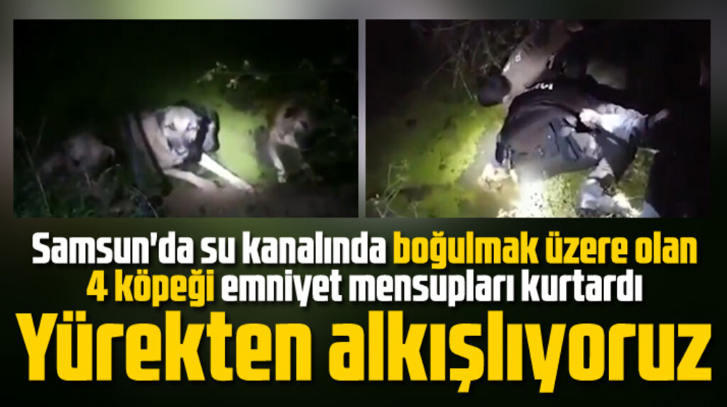 Samsun'da su kanalına düşen 4 köpeği polis ve bekçiler kurtardı