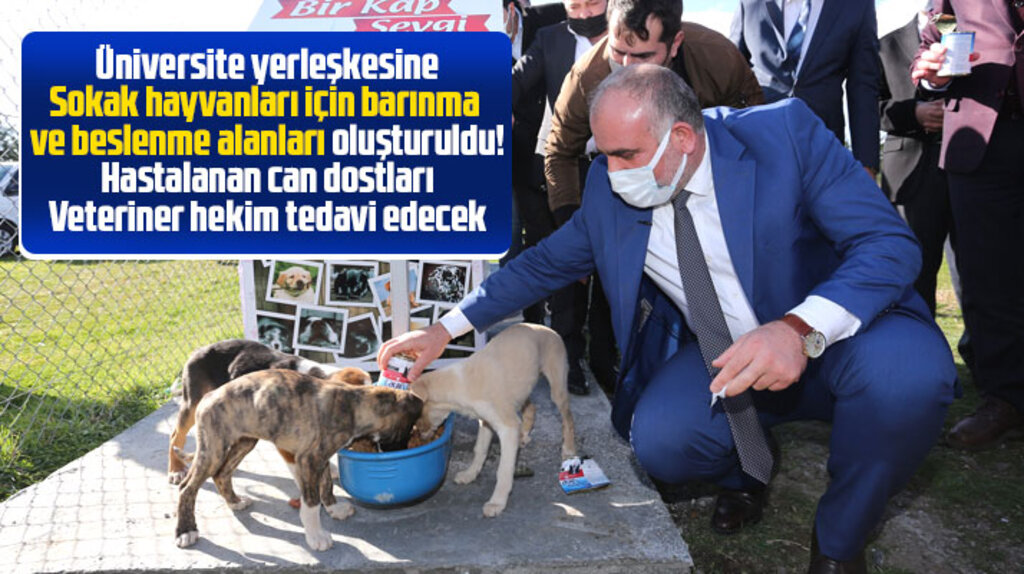 Samsun Üniversitesi yerleşkesine sokak hayvanları için beslenme ve barınma alanı oluşturuldu