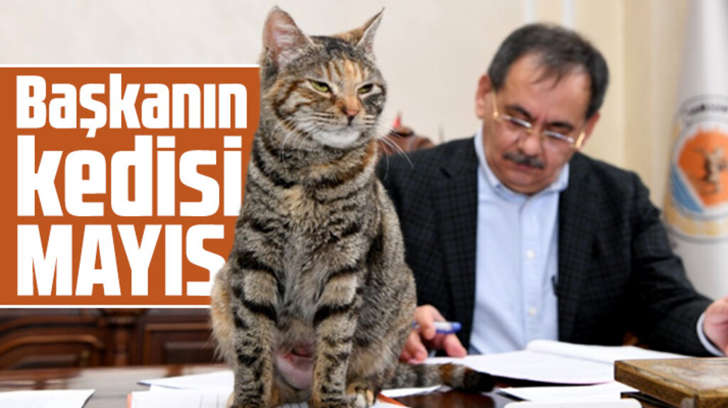 Samsun Büyükşehir Belediyesi Başkanı Mustafa Demir'in kedisi Mayıs