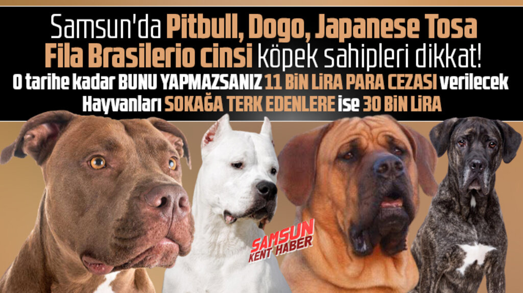 Samsun'da Pitbull ve Dogo sahipleri dikkat! Bunu yapmazsanız 11 bin lira para cezası var