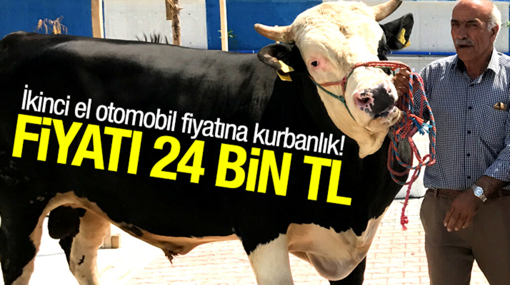 Samsun'da Yigit isimli kurbanlık ikinci el otomobil fiyatına satışa çıktı