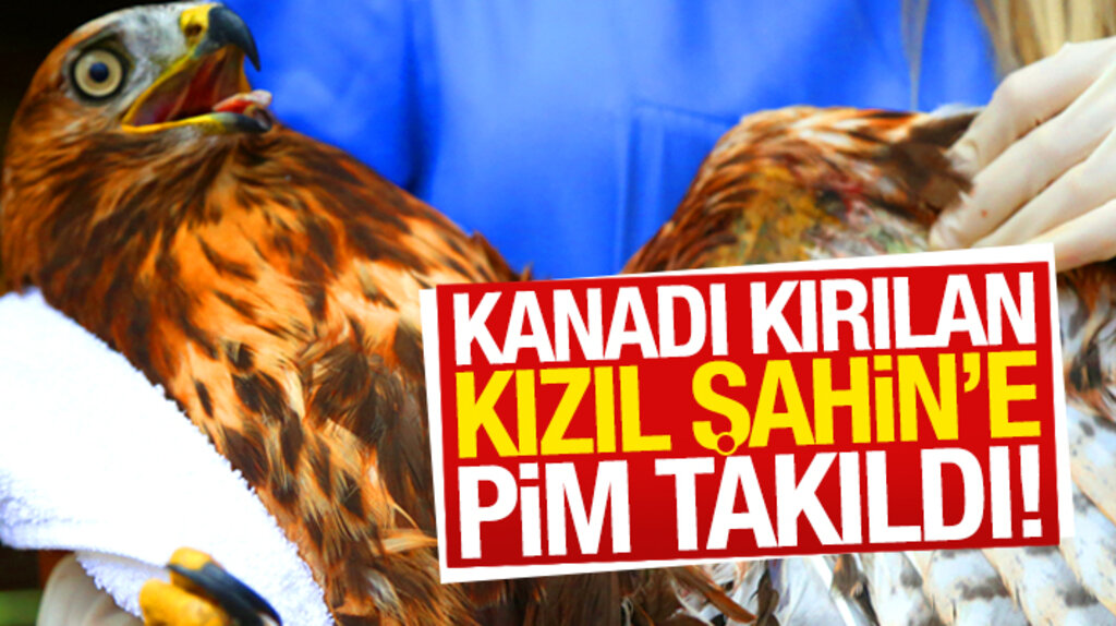 Samsun Kızılırmak Deltasında kanadı kırılan Kızıl Şahin'e tedavi için pim takıldı