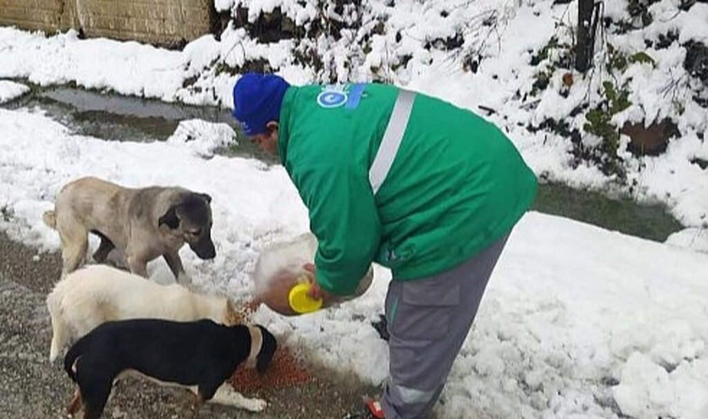 Samsun'da Canik Belediyesi ekipleri sokak hayvanlarına mama ve su desteği verdi