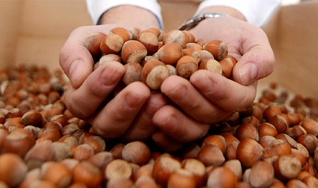 Fındık fiyatı serbest piyasada ne kadar? İl il 30 Ağustos Çarşamba fındık alım fiyatları