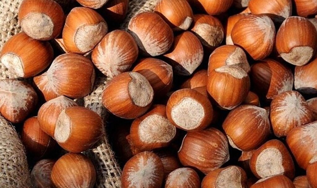 Giresun kalite fındık 84 TL levant fındık fiyatı ise 82.5 TL olarak açıklandı