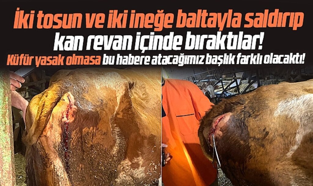 Samsun'da böyle canilik görülmedi dedirten haber!