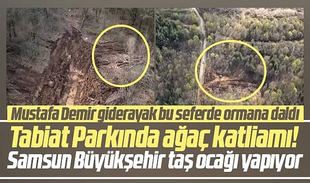 Samsun Büyükşehir Asarağaç Tabiat Parkında ağaçları kesti taş acağı tesisi yapıyor
