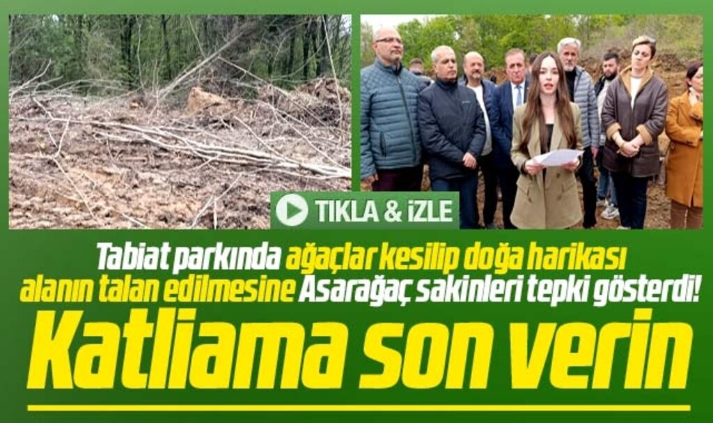 Samsun'da Asarağaç Tabiat Parkı'nda ağaç kesimine tepki! Derhal durdurun