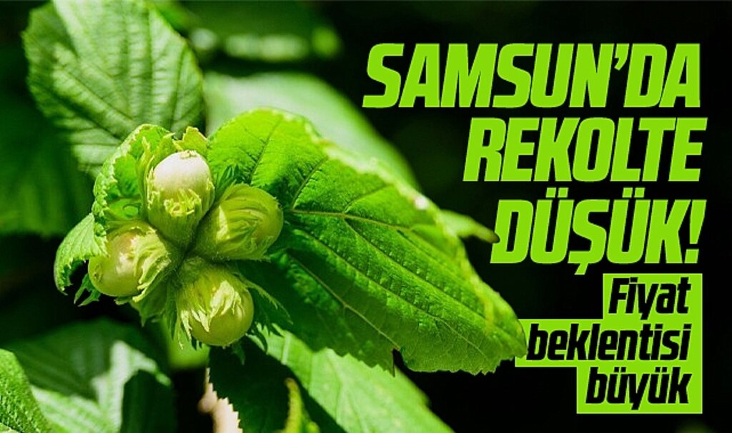 Samsun'da 2024 fındık rekoltesi düşük, taban fiyat beklentisi ise büyük