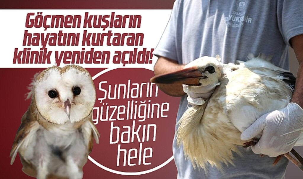 Samsun'da göçmen kuşları kurtaran deltadaki klinik yeniden hizmete açıldı