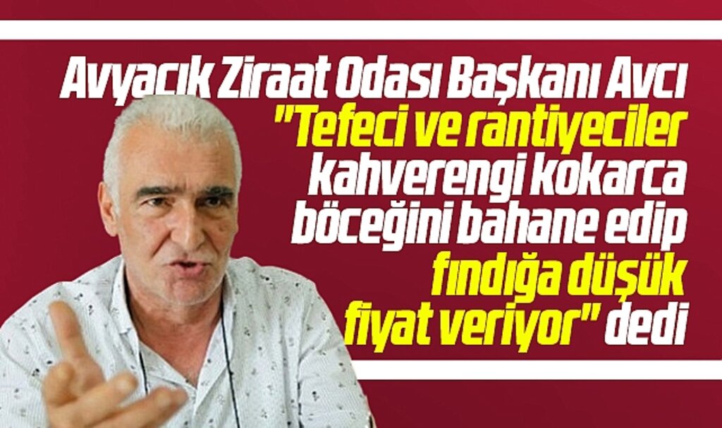 Samsun Ayvacık Ziraat Odası'ndan fındık açıklaması! Rantiyeciler düşük fiyat veriyor