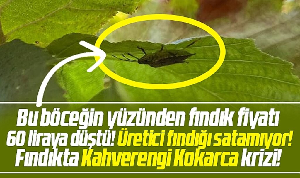 Samsun'da kahverengi kokarca böceği yüzünden fındık fiyatı 60 liraya düştü!