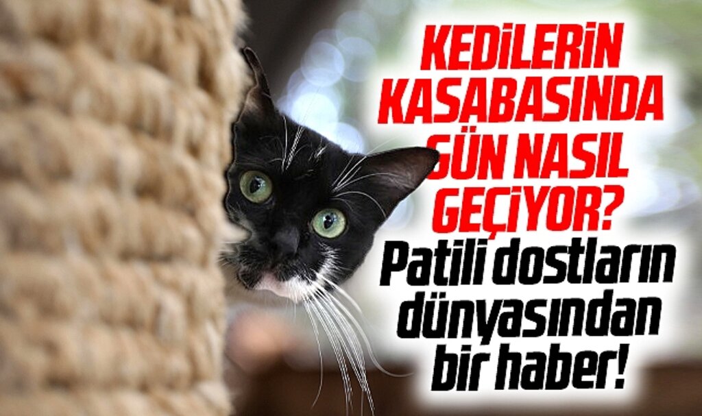 Samsun Kedi Kasabası'nda patili dostlar günlerini böyle geçiriyor