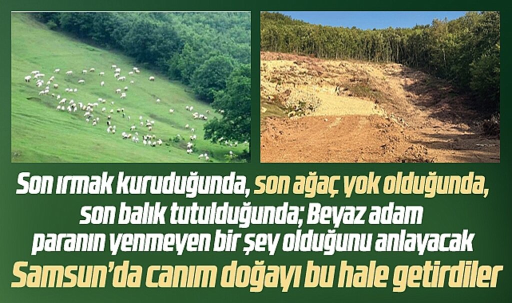 Samsun'un Kavak ilçesinde orman alanı yokedildi!