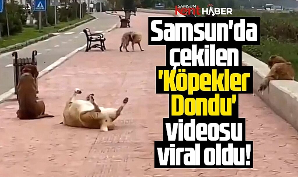 Samsun'da çekilen 'Köpekler Dondu' videosu viral oldu