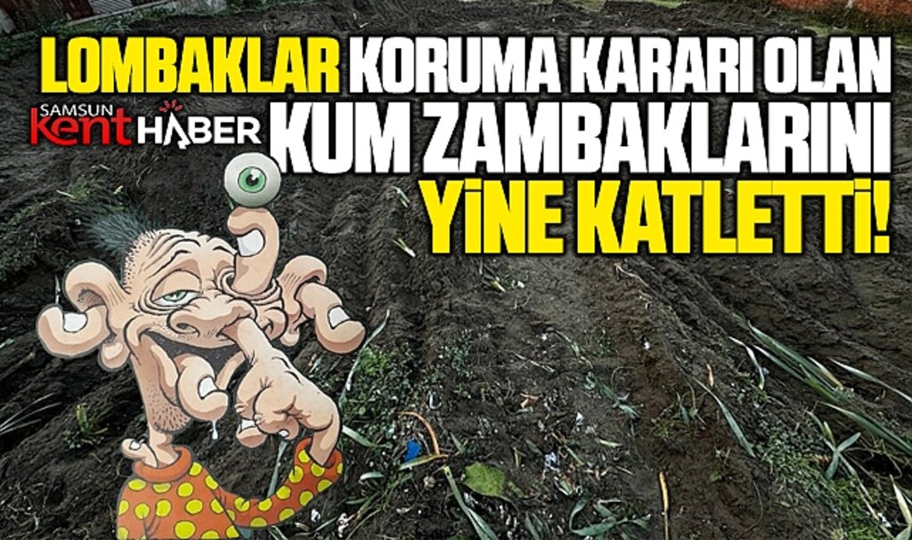 Samsun'da koruma altında olan kum zambakları yine katledildi
