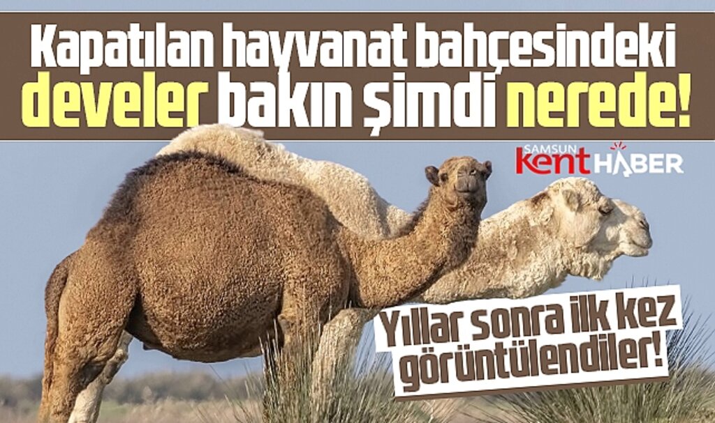 Samsun'da kapatılan hayvanat bahçesindeki develer bakın şimdi nerede