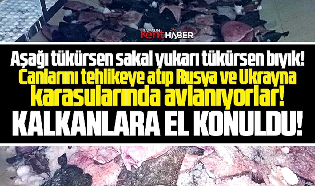 Samsun Yakakent'te Rusya ve Ukrayna karasularında avlanan kalkanlara el konuldu 