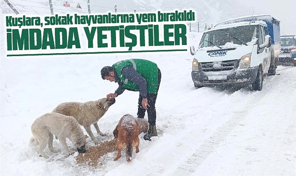 Samsun'da Canik Belediyesi karda çaresiz kalan hayvanların imdadına yetişti