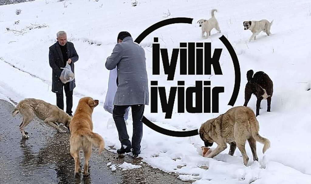 Samsun'da karda yiyecek bulamayan sokak hayvanlarına mama desteği