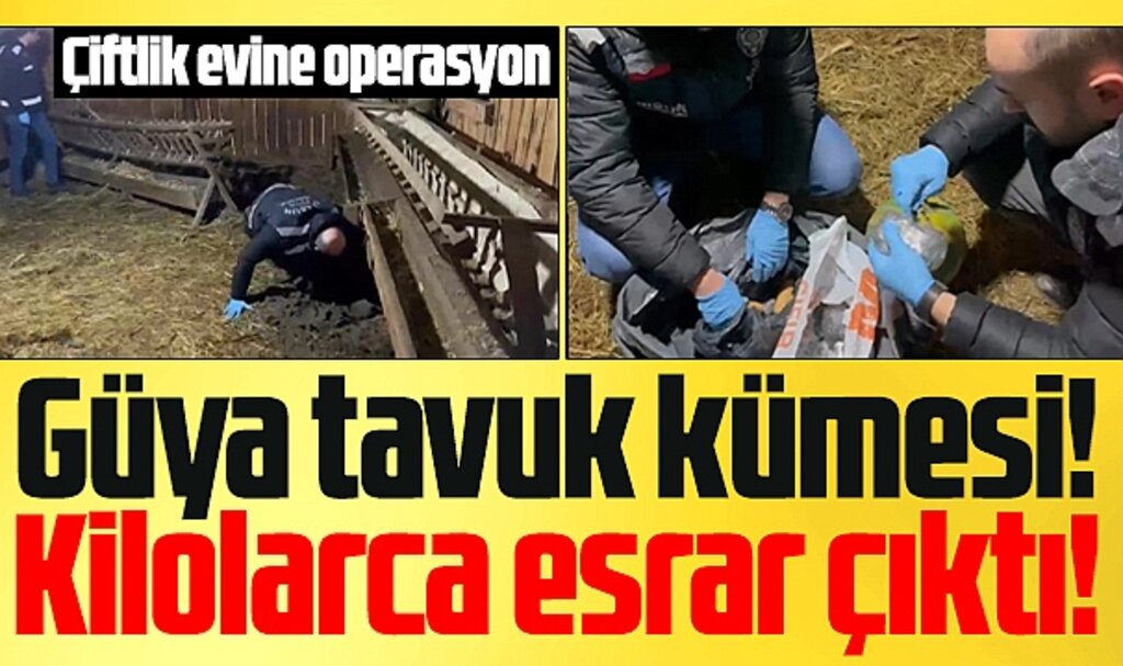 Samsun'un Alaçam ilçesinde çiflik evine operasyon! Tavuk kümesinden esrar çıktı