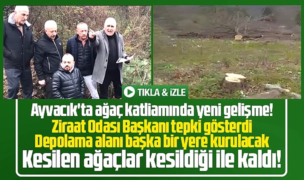 Samsun'un Ayvacık ilçesinde ağaç katliamında yeni gelişme! Valilik durdurdu!