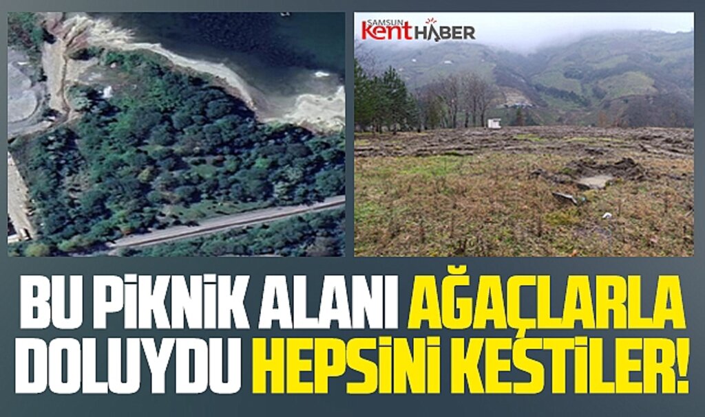 Samsun'un Ayvacık ilçesinde piknik alanındaki ağaçları keserek katlettiler