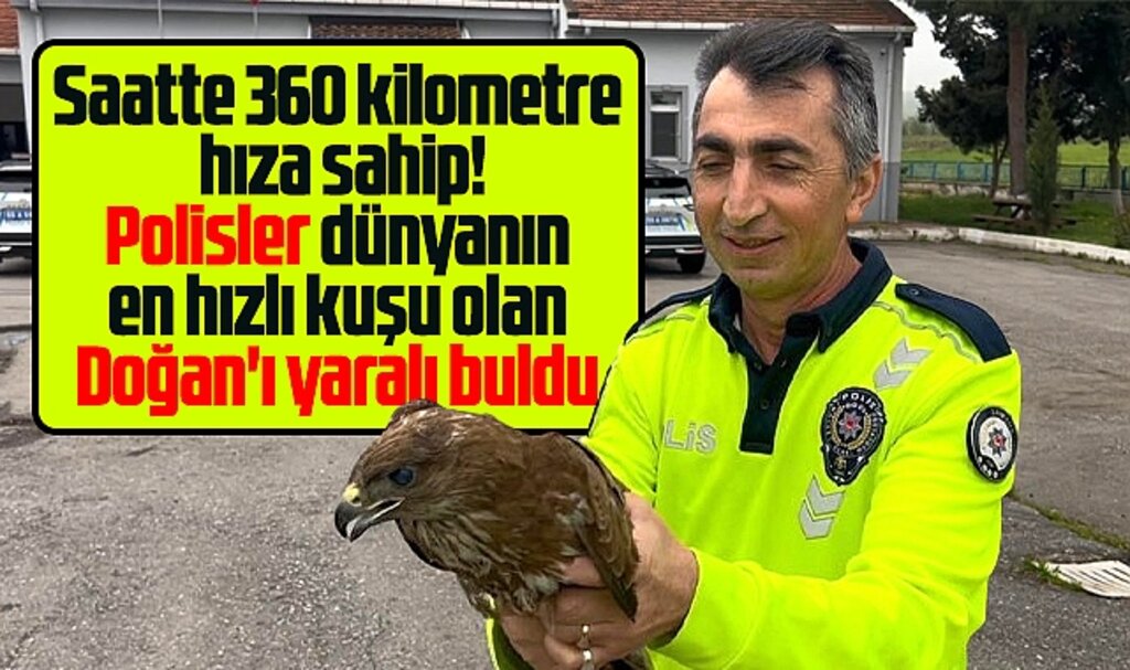 Samsun'da polisler dünyanın en hızlı kuşu Doğan'ı yaralı buldu