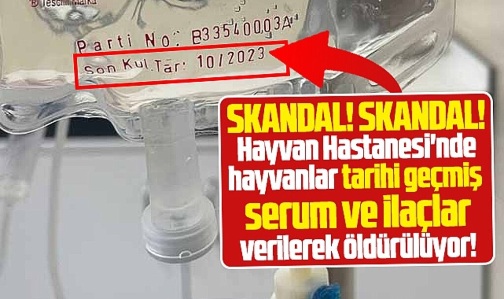 Samsun'da skandal iddia! Hayvanlar tarihi geçmiş serum ve ilaçlarla öldürülüyor!