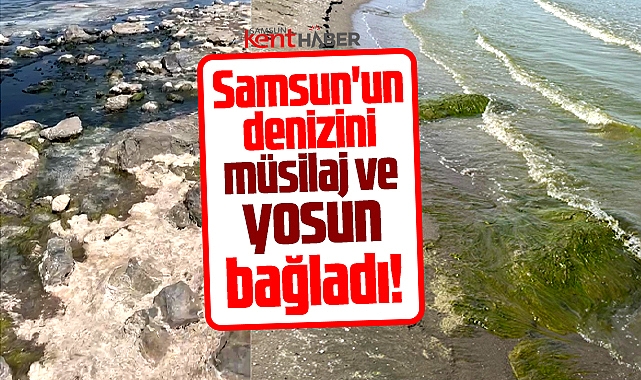Samsun'un denizini müsilaj ve yosun bağladı!