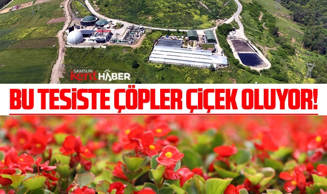 Samsun'da Katı Atık Tesisinde kurulan serada atıklar çiçek oluyor