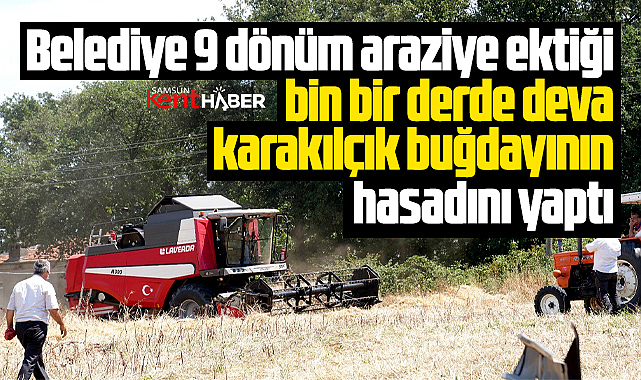 Samsun'da Atakum Belediyesi bin bir derde deva karakılçık buğdayı hasadını yaptı
