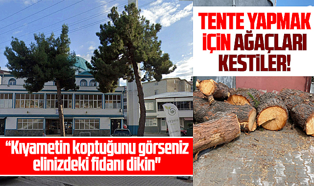 Samsun'da cami önündeki ağaçları tente yapmak için kestiler!