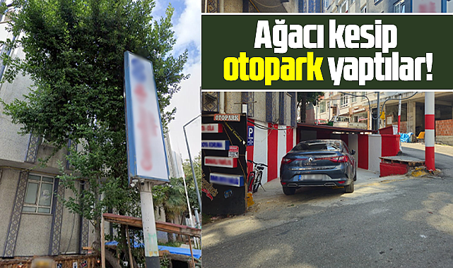 Samsun'da Gürbüz sokakta ağaç kesildi, yerine otopark yapıldı şikayeti