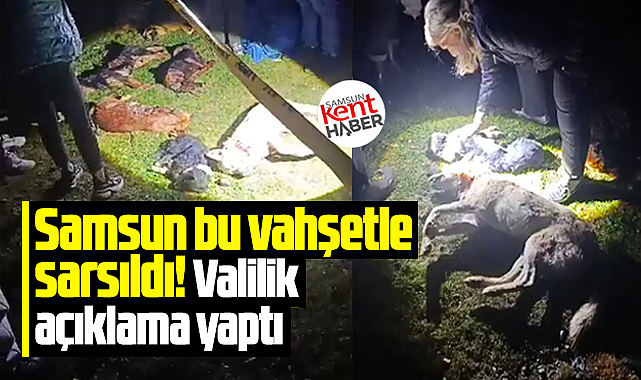 Samsun bu vahşetle sarsıldı! 9 köpek konteynerde ölü bulundu 