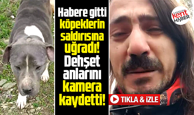 Samsun'da habere giden İbrahim Akkuş, köpeklerin saldırısına uğradı