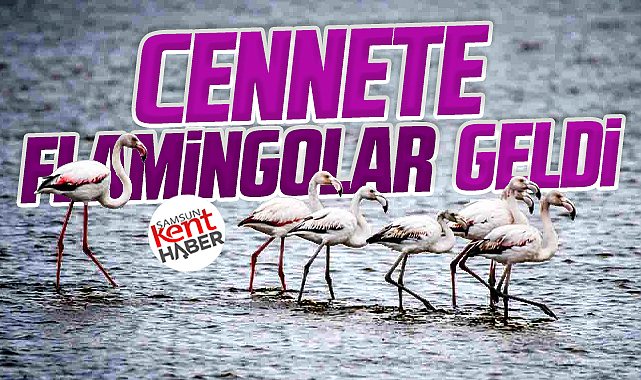 Samsun'a flamingolar geldi! Kuş Cennetinden muhteşem kareler