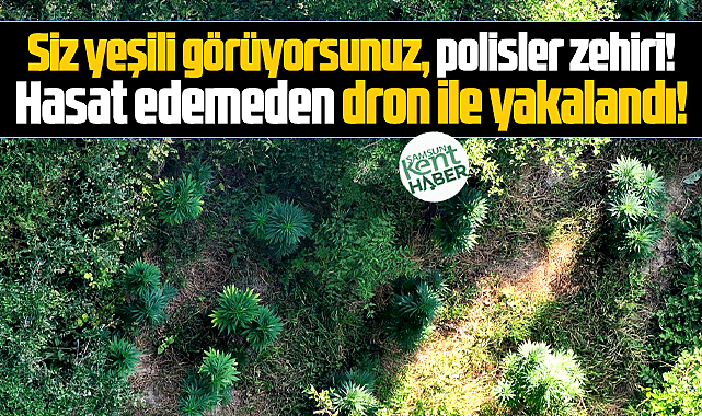 Samsun Bafra'da zehir tarlasına operasyon! Kenevirler dron ile tespit edildi!