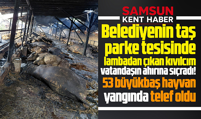 Samsun'da kıvılcım yangına neden oldu! Ahırda 53 büyükbaş hayvan telef oldu