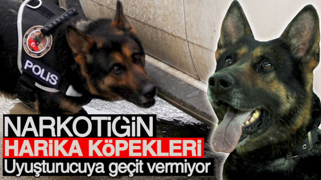 Samsun narkotiğinin harika köpekleri Ece ve Keita zehir tacirlerine geçit vermiyor